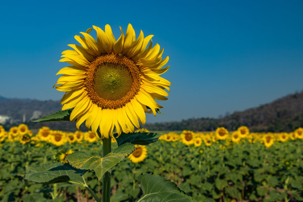 瓜子花