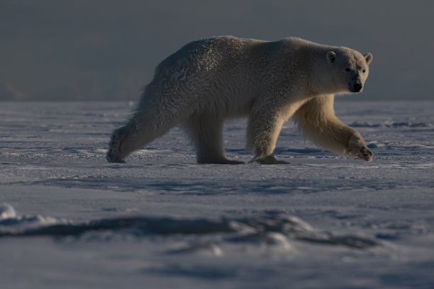 北极熊摄影