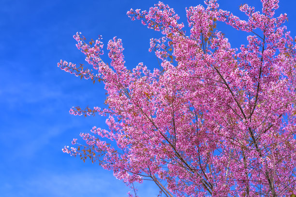 桃花盛开蓝天白云