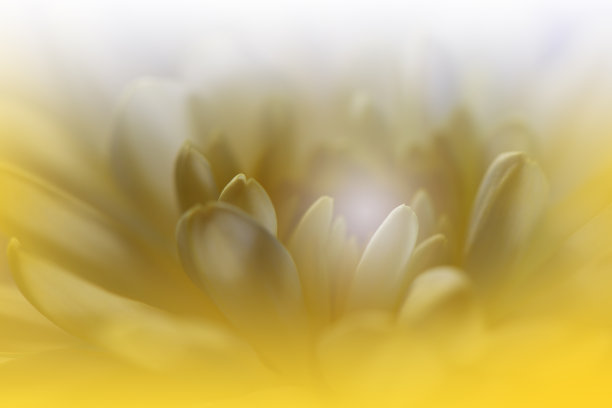 小黄花花卉纹理素材背景