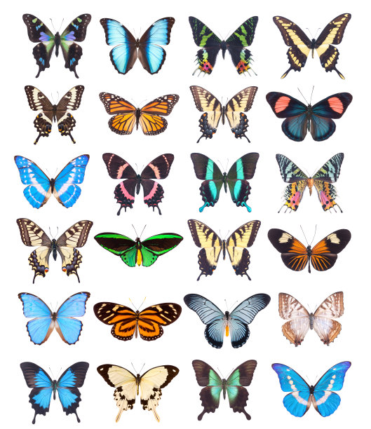 swallowtail