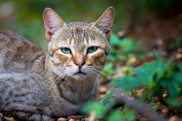 野外小猫