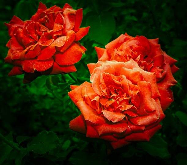 鲜花玫瑰花卉浪漫特写