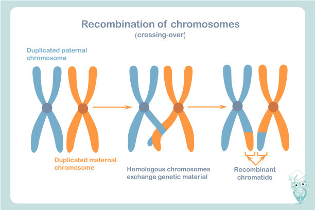 chromosone