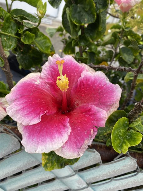 aloha