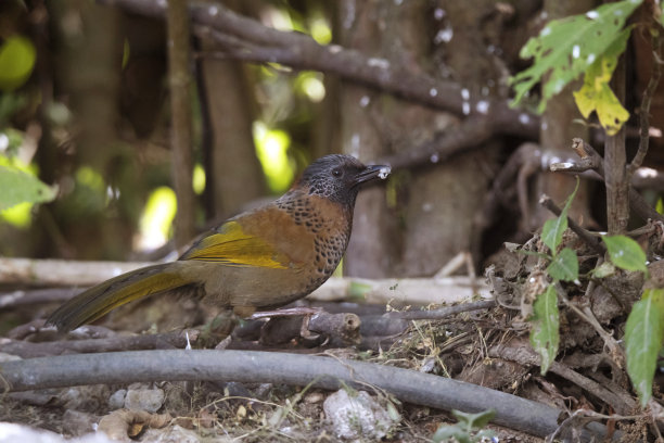 laughingthrush