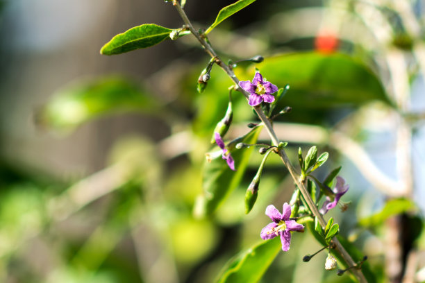 绽放花朵 植物 鲜花 摄影 生