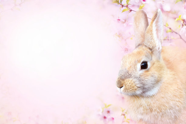 兔子樱花