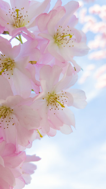 春天鲜花盛开玫瑰粉色花