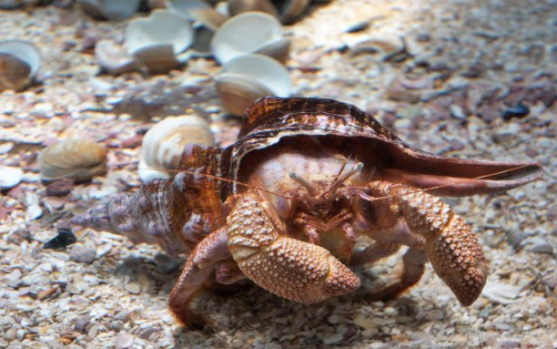 crustacean
