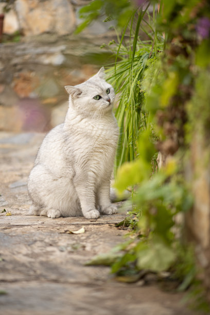 英国短毛猫