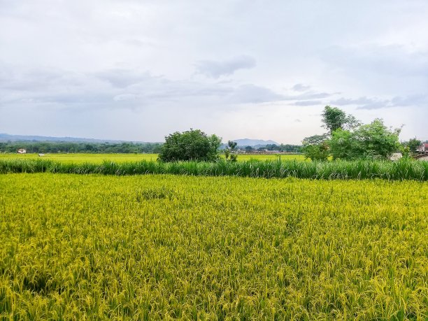 梯田航拍壁纸