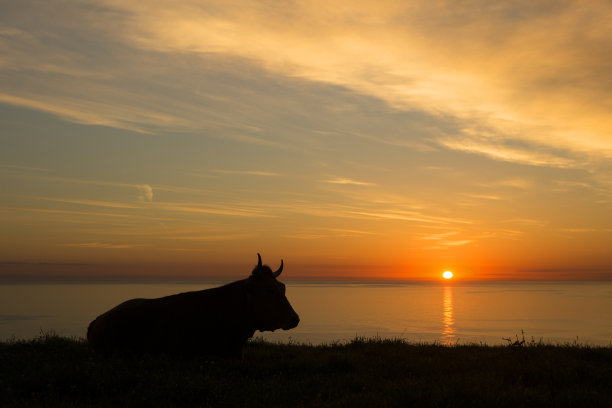 牛,夕阳
