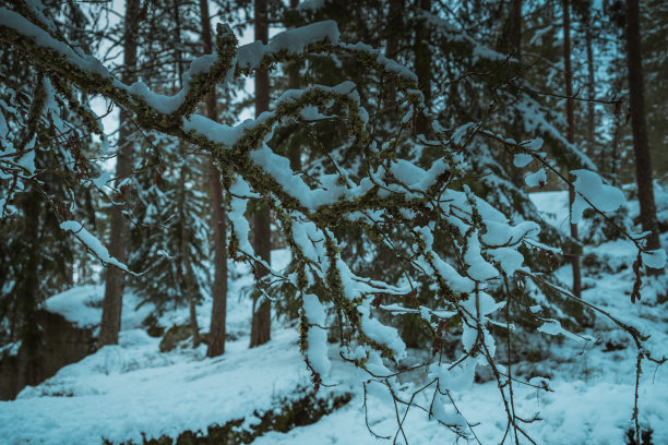 冬季芬兰北部白色的雪原与森林