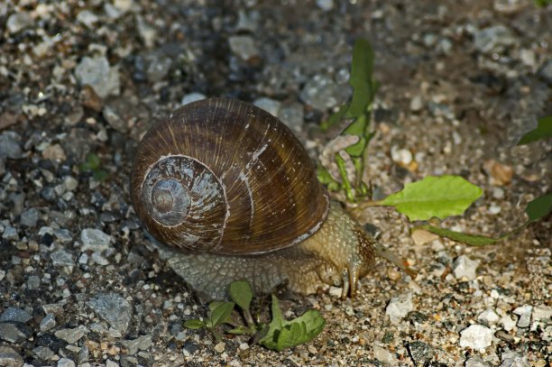 岩石上的蜗牛