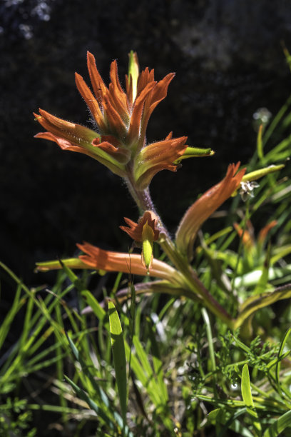 hawkweed