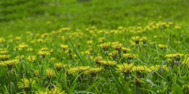 黄色花纹 草丛