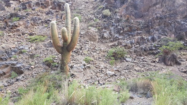 cholla