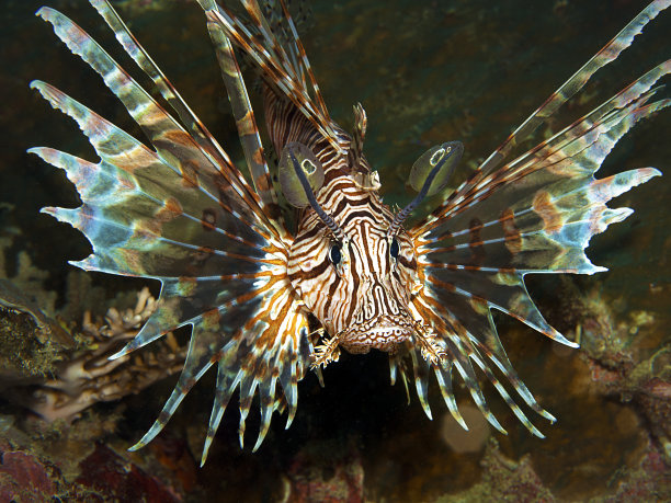 lionfish