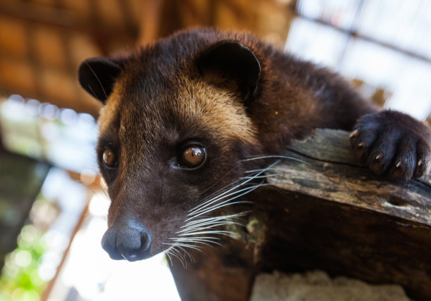 civet