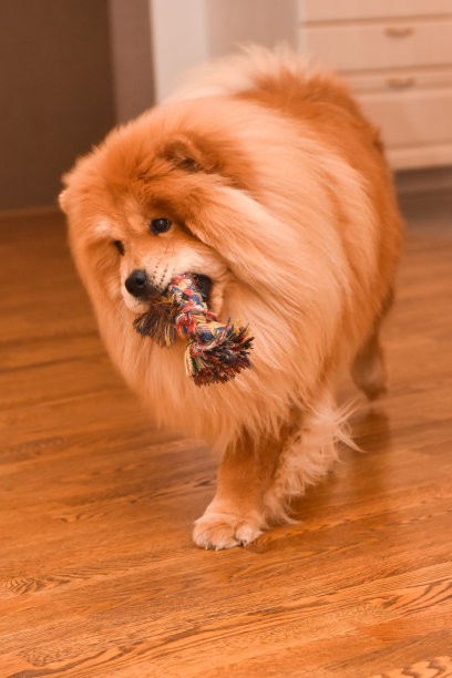 chow