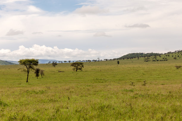 savanna