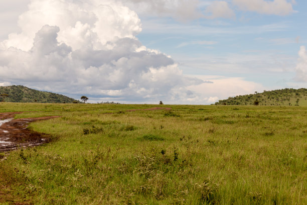 savannah