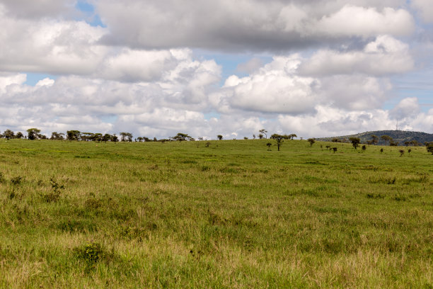 savanna