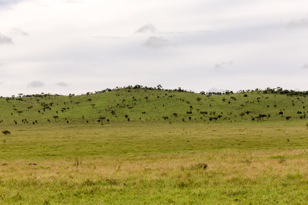 savanna