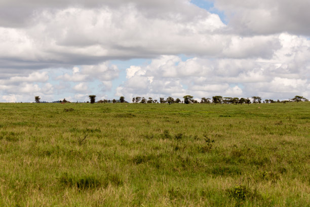 savanna