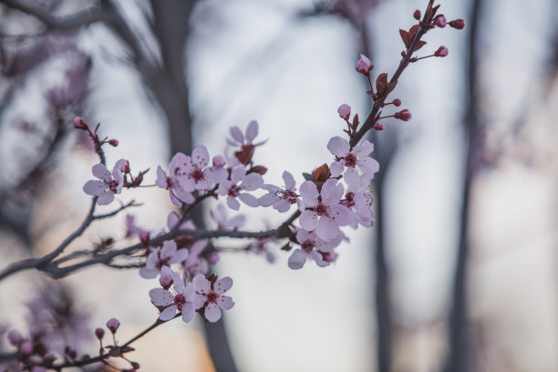 李子花特写