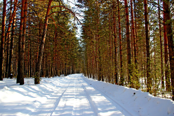 冬季树林风景树林雪景