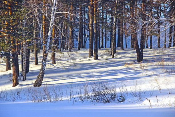 冬日雪原,树影,白桦林