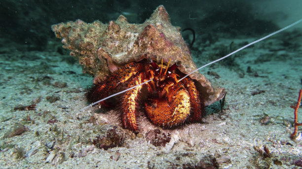 crustacean