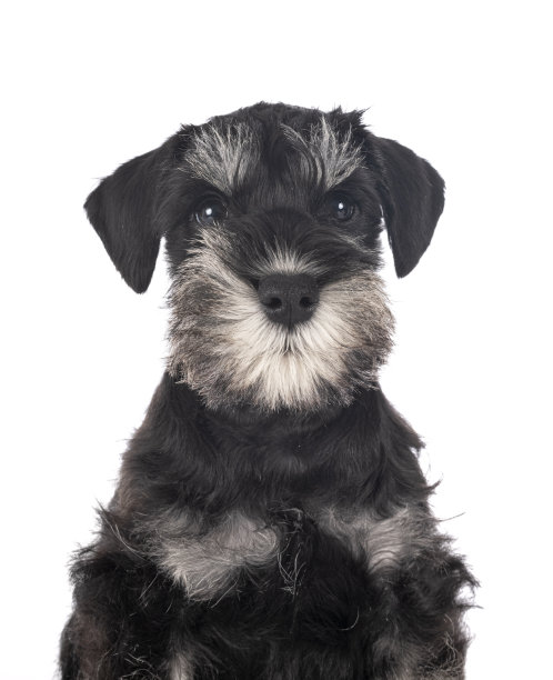 schnauzer