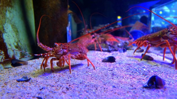红螯虾