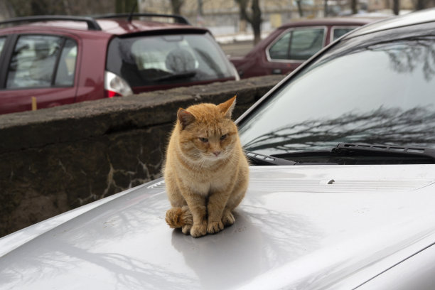 高冷猫