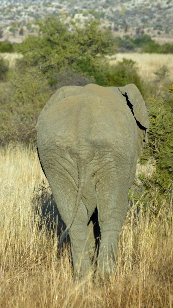 rear