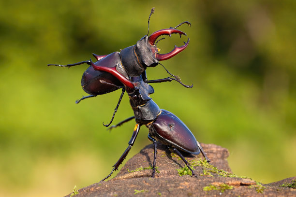 beetles