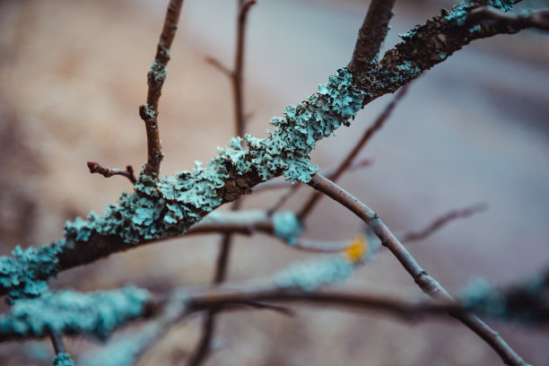 青苔纹理素材背景素材