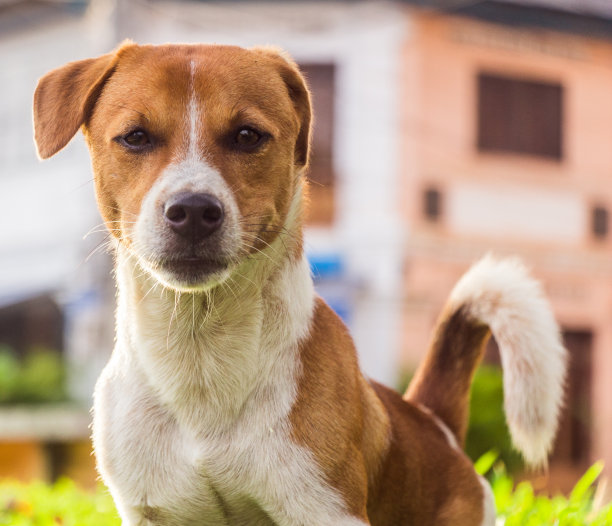 可爱的小柯基犬