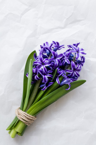 hyacinth