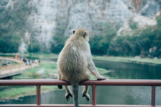 猴坐姿