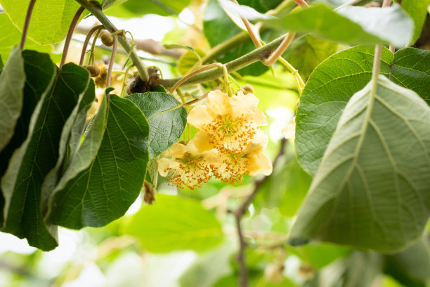 pollination