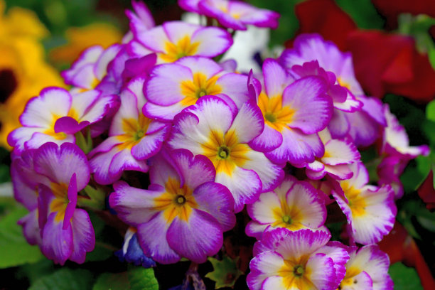 紫色的报春花
