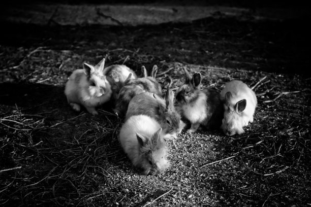 养殖兔子