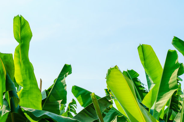 香蕉树种植园香蕉果实