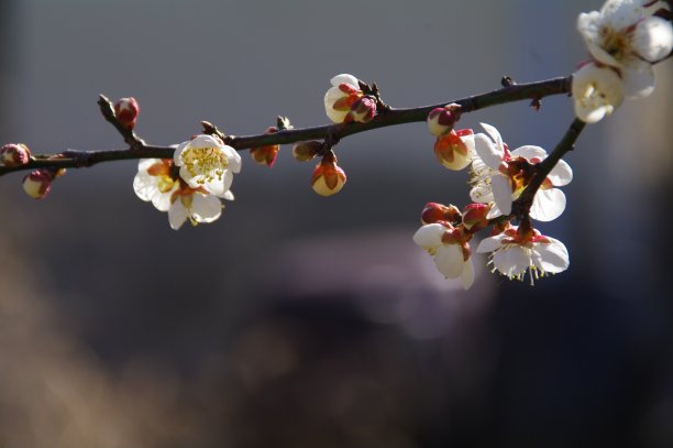 李子实拍