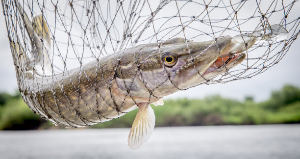 pike