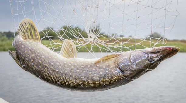 pike